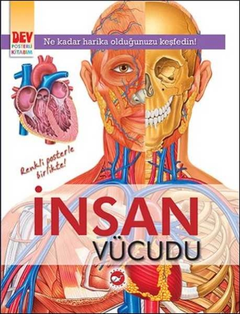 Picture of İnsan Vücudu